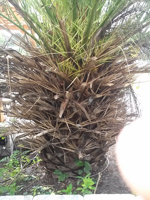 Palm Tree Trimming Orlando