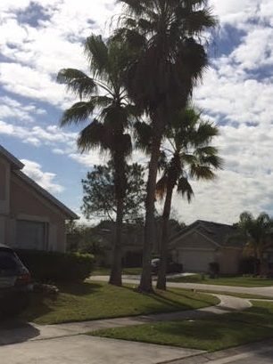 Affordable Arbor Care | Palm Tree Maintenance Orlando