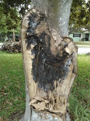 Tree Work | Affordable Arbor Care | stump removal Orlando